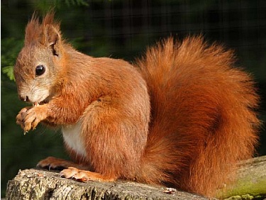 red squirrel sciurus vulgaris