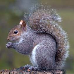 grey squirrel sciurus carolinensis